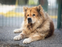 Élios, le noble chow-chow. Un cœur à adopter au refuge SPA du Chalonnais