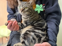 Mustang, le petit aventurier. Un cœur à adopter au refuge SPA du Chalonnais