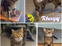 Tchoupy : le petit mâle indépendant au caractère affirmé. Un cœur à adopter au refuge SPA du Chalonnais