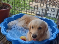 Les patients du kiné Renko Zelenkauskis offrent des piscines à la SPA du Chalonnais