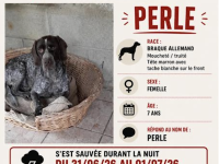 SOS – Chienne perdue à Damerey