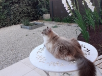 Fluffy lui a montré le chemin : l’histoire d’Edmond et Rosalie, enfin adoptés