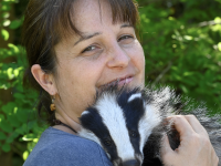 Ce soir, à 19 h, retrouvez la “Dian Fossey des blaireaux” qui vous dévoilera les coulisses étonnantes de cet animal méconnu