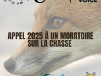 Nouvel appel à un moratoire sur la chasse
