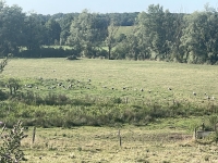 Drôle de troupeau sur la côte chalonnaise