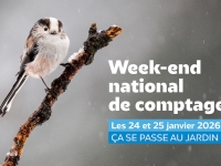Le week-end du 24 et 25 janvier 2026, ouvrez l’œil : les oiseaux comptent sur vous !