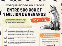 Stoppons le massacre des renards roux : sortir l’espèce de la liste des nuisibles