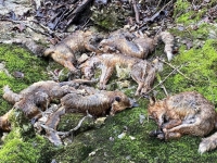Charnier de renards dans le Jura : la justice condamne le louvetier à 10 000 € d’indemnités