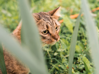 1 250 € d’amende parce que son chat allait chez le voisin… On marche sur la tête !