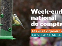 Samedi 28 et dimanche 29 janvier : tous aux aguets pour compter les oiseaux du jardin ! 