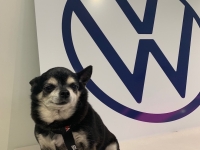 L’histoire vraie d’IRMA, la mascotte de chez SUMA Chalon