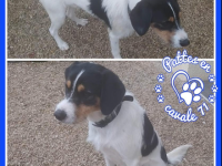 SOS chien perdu