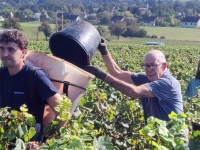 Les vendanges ont commencé dans le vignoble givrotin