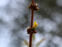 Insolite : Vous avez dit hiver ? Moi je dis printemps !