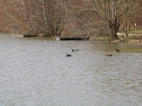 Vente des cartes municipales de pêche pour l’étang Chaumont à l’accueil de la mairie de Châtenoy le Royal aux horaires d’ouverture. à partir du 3 avril 2023.