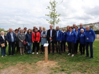 Un chêne "qyercus petraea" Arbre de vie planté à Châtenoy le Royal en l’honneur des donneurs et familles de donneurs d'organes.