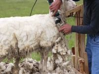 Châtenoy le Royal : Grande tonte des moutons « résidant » dans le terrain Guénot mercredi 13 août à partir de 13h30