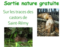 L'association "Saint Rémy environnement" organise le 16 novembre 2024 de 10 h à 12 h, une sortie GRATUITE "Sur les traces des castors de St Rémy".