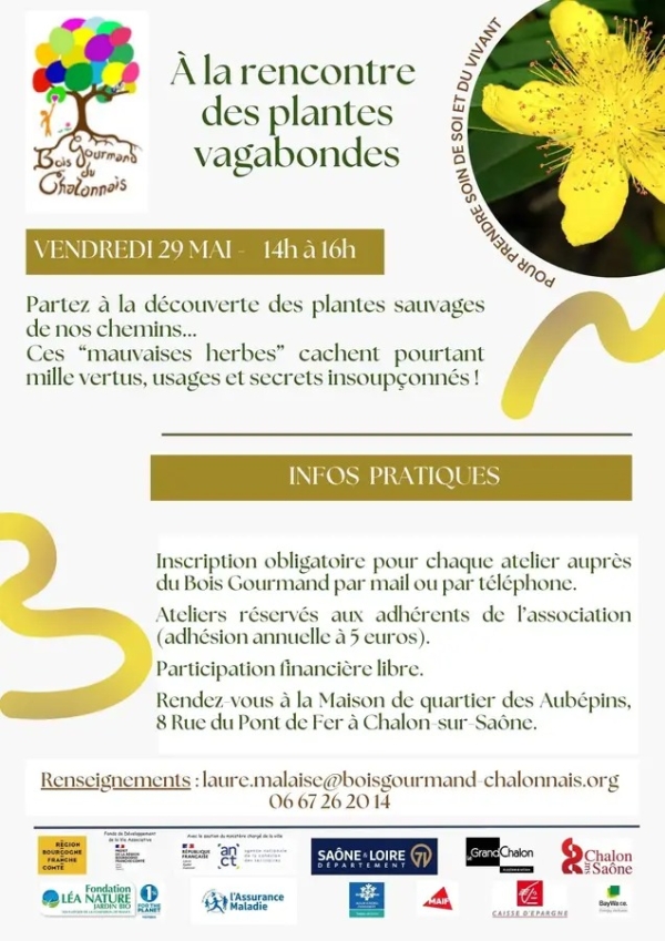 Bois gourmand du Chalonnais - Venez à la rencontre des plantes vagabondes 