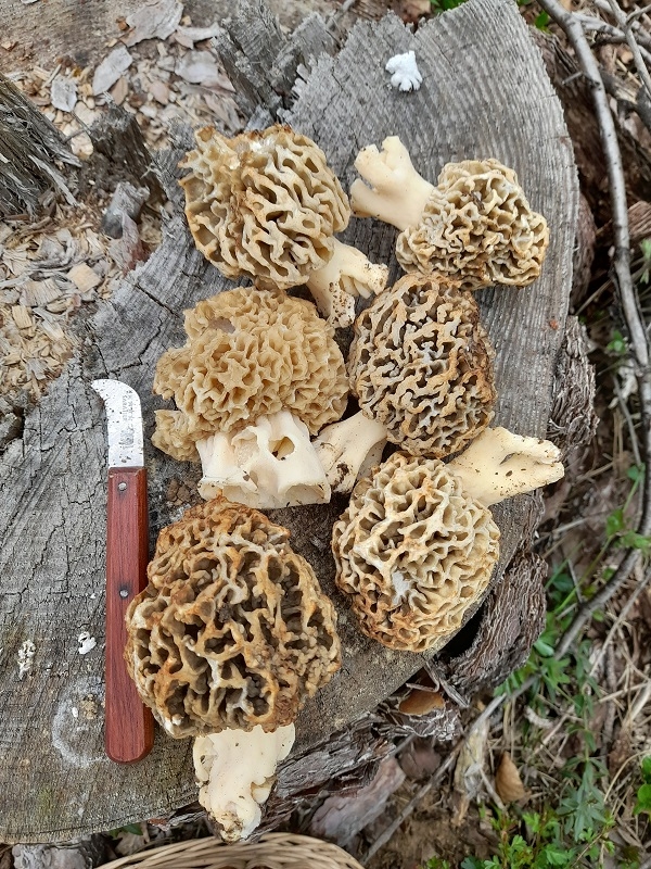 Des morilles au Parc aux Biches
