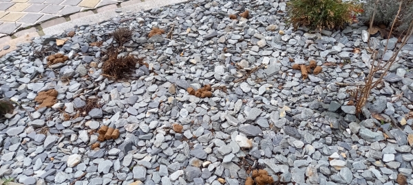 Rue de la Citadelle, une riveraine appelle la municipalité à sévir 