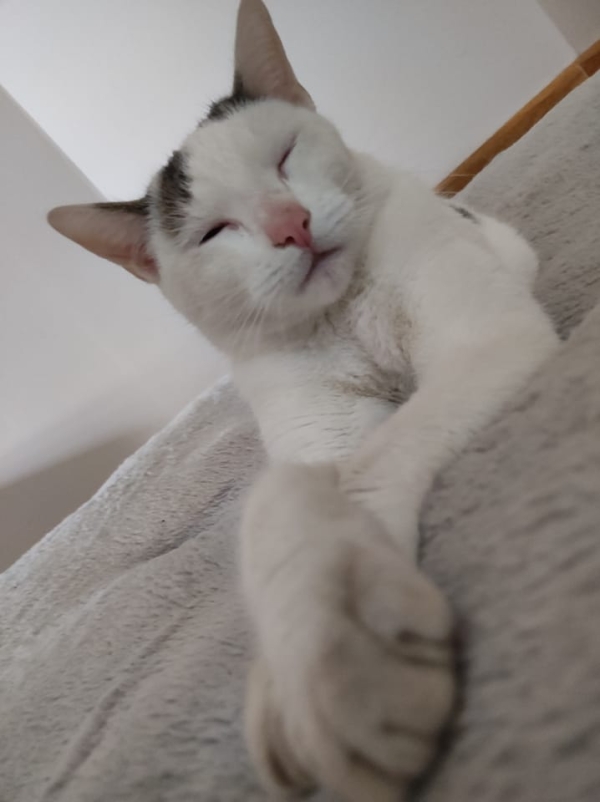 Les bons conseils de la SPA pour votre chat en hiver