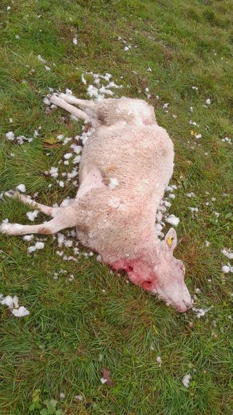 Le loup a encore frappé en Saône et Loire... 