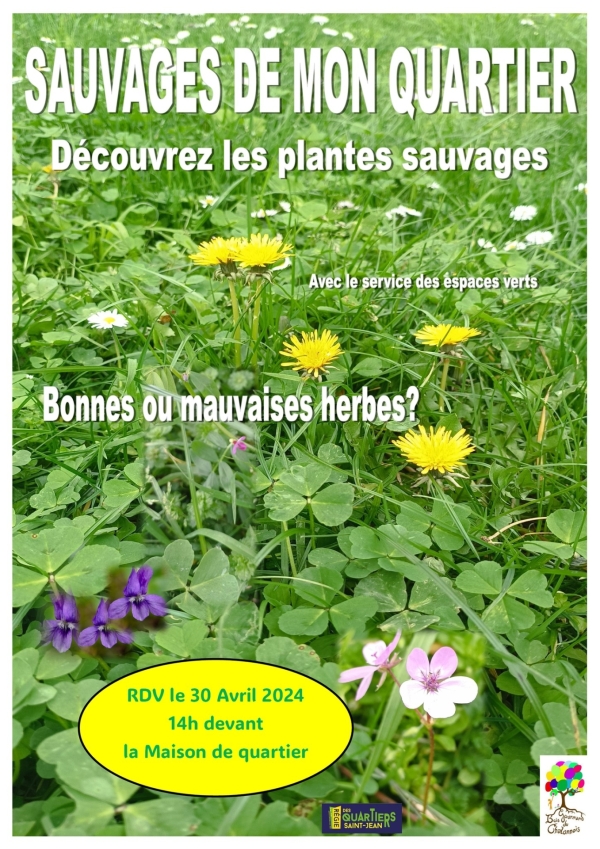 Partez à la découverte des plantes sauvages de votre quartier à Chalon