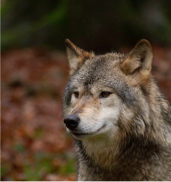 Co-habitation loup 71 a voulu réagir suite aux nombreux articles publiés sur le loup.