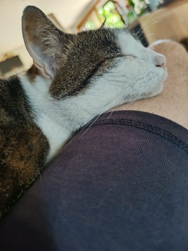 C'est la journée internationale du chat... Envoyez vos photos à info-chalon.com