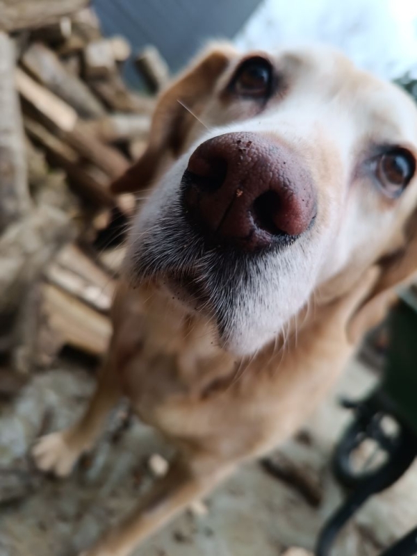 Même si les abandons sont toujours trop nombreux, les Français partent bien avec leur animal