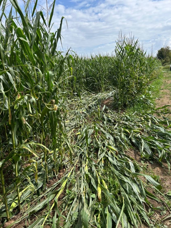 Vous connaissez les rodéos urbains ? En campagne aussi, les victimes se multiplient face aux rodéos agricoles 