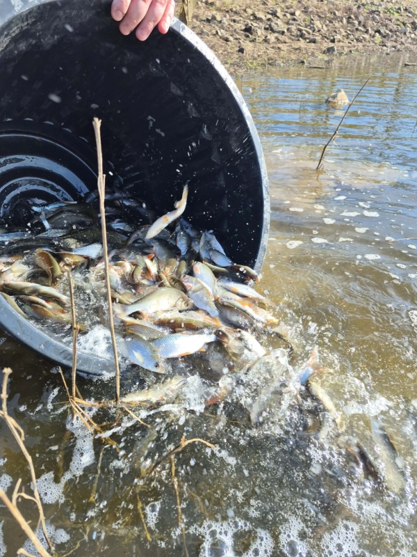 Les pêcheurs retrouvent le lac de Plessis après un an de fermeture