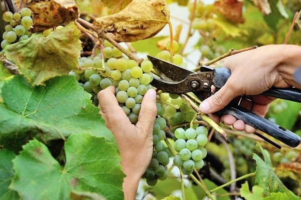 VENDANGES - Une campagne 2025 très prometteuse en Bourgogne 