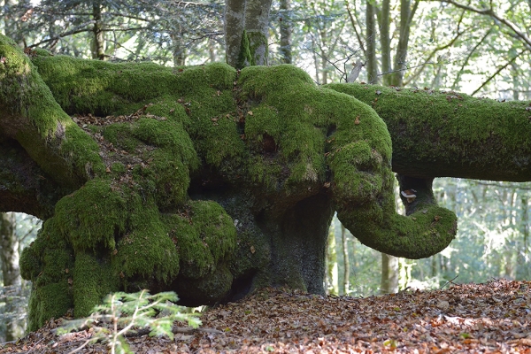Jour de forêt – Un monde à découvrir  - Samedi 27 juin sur le mont Beuvray