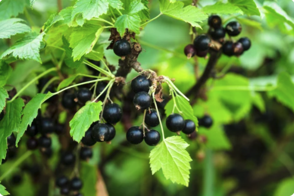 La Route du cassis officiellement lancée en Côte-d’Or : un itinéraire gourmand entre Dijon et Nuits-Saint-Georges