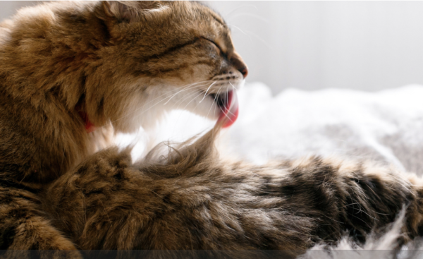 Bonne nouvelle pour les personnes allergiques aux chats !