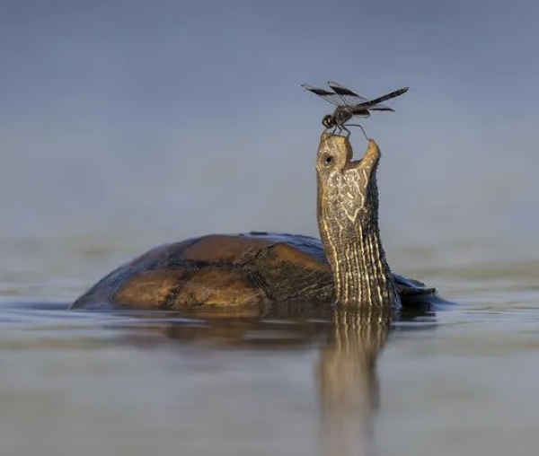 Wildlife photographer, les 25 plus belles photos animalières sélectionnées pour le Prix du Public