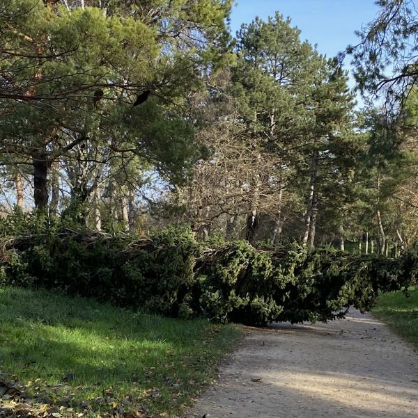 Coup de tonnerre, 113 km/h et arbres couchés... la soirée de samedi à dimanche a été mouvementée en Saône et Loire 