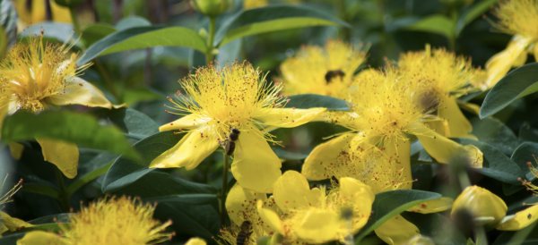 JARDINAGE - La taille des arbustes à fleurs ? Ne faites pas n'importe quoi !  Info-chalon.com vous dit tout... 