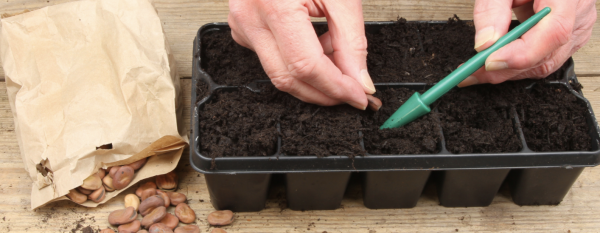 JARDINAGE - Semer vos premiers légumes à chaud, c'est du temps de gagner pour la suite 