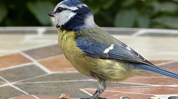 Vous souhaitez attirer les mésanges dans votre jardin ? Un dossier pour tout savoir 