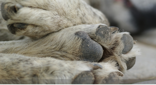 Faut-il déclarer le décès de son animal ?  