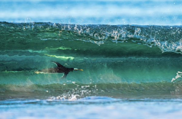 EN IMAGES - Les vainqueurs du concours photos de la German Society for Nature Photography (GDT)