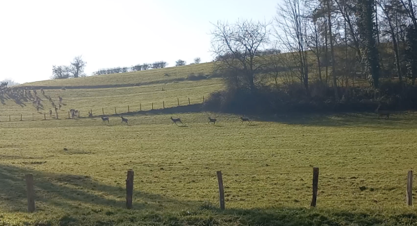 Incroyable harde de biches et cerfs ce 1er janvier avec plus de 300 bêtes