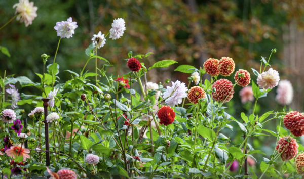 Jusqu'à la mi-mai, il est encore temps de planter vos dahlias