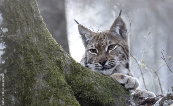 Quatre lynx relâchés dans le massif du Jura : retour à la nature pour trois femelles et un mâle sauvés à l’hiver 2024