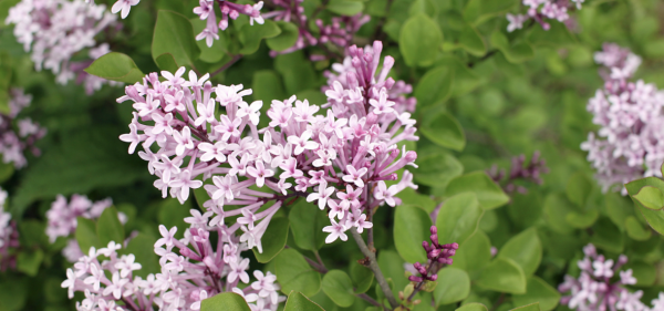 JARDIN - Avec les lilas remontants, vous reprendrez bien une petite floraison d'automne ?