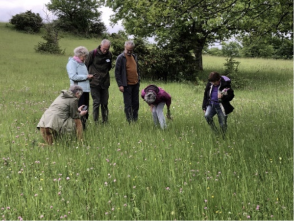 Sortie botanique sur l’ile du château à Verdun sur le Doubs organisée par la Société des Sciences Naturelles et Mycologique de Chalon sur Saône