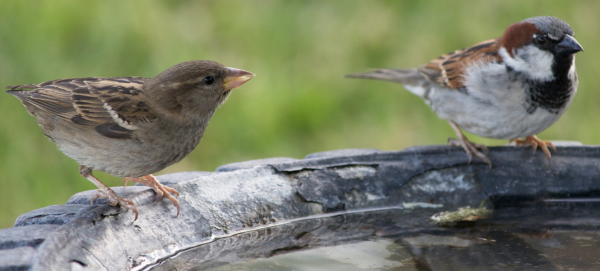En été, les animaux sauvages ont aussi besoin d'aide